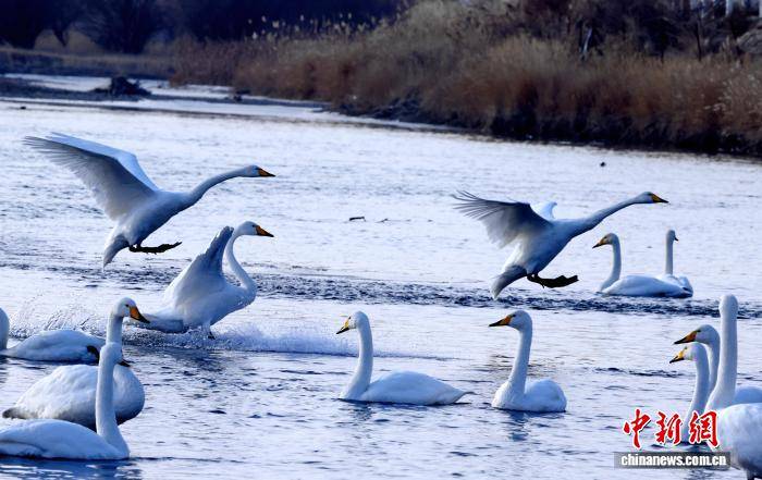 新疆“天鵝灣”旅遊熱度攀升