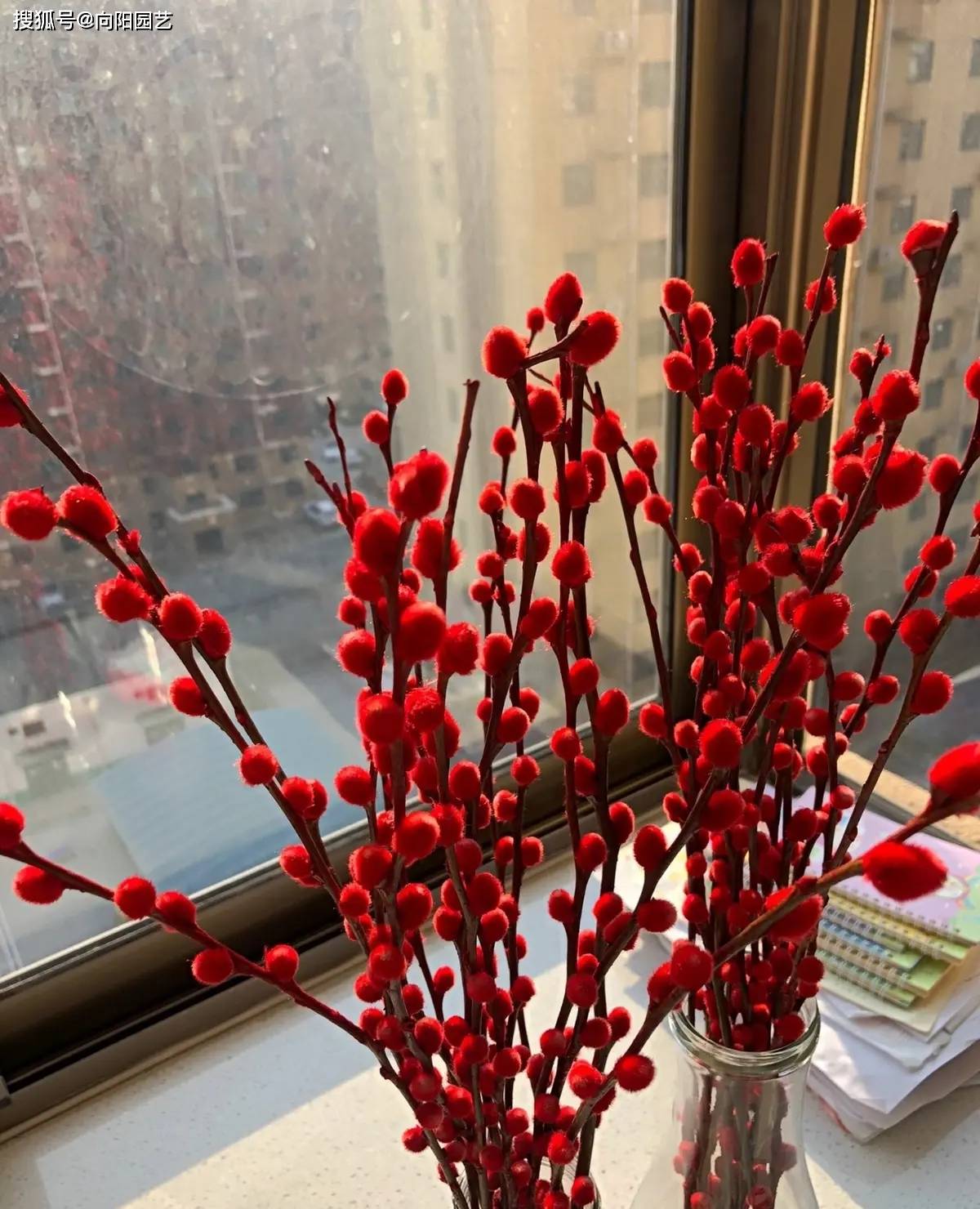 你花幾十塊買的銀柳，用柳樹枝噴的油漆，不如買雪柳更好看！